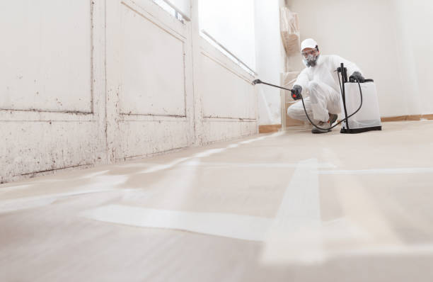 Black mold remediation team in Leck Kill